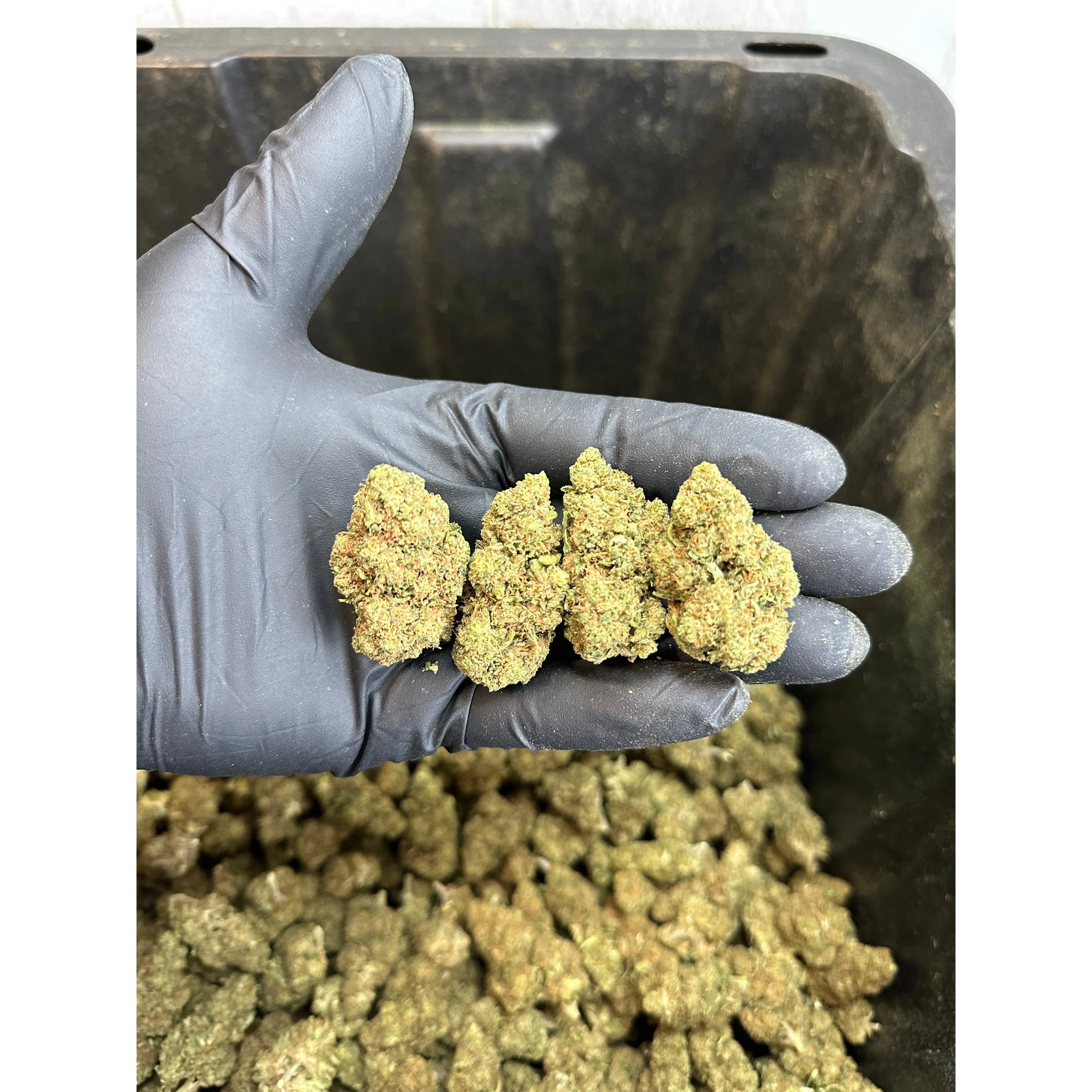 Lemon Haze Hemp Flower